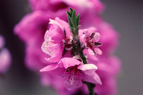 桃花風水|風水で恋愛運アップに即効性も！桃花位が決め手 